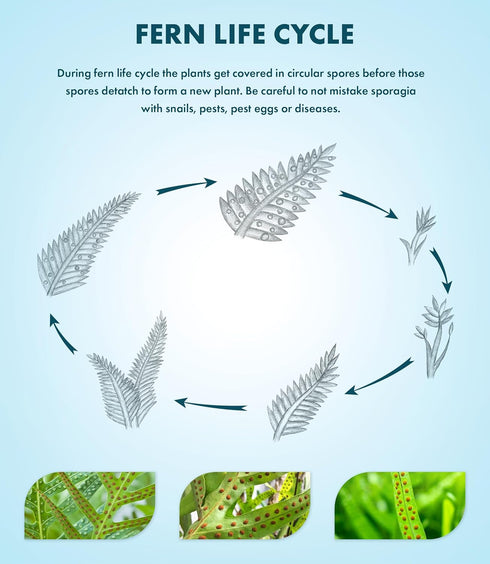 (1 SubstrateSource Java Fern Live Aquarium Plants - Freshwater Plant for Fish Tanks - Beginner Friendly, Low Light