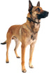 Educator CPAD-011 Dog Training Collar Receiver Contact Pad, Winged Ultra Comfort Brass, Reduces Irritation for Long