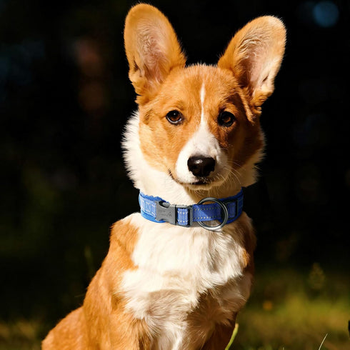 EXCELLENT ELITE SPANKER Classic Dog Collar - PU Material Adjustable for Small Medium Large Dogs, Walking Training (S,