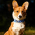 EXCELLENT ELITE SPANKER Classic Dog Collar - PU Material Adjustable for Small Medium Large Dogs, Walking Training (S,