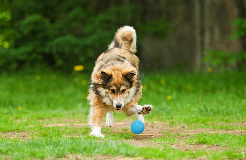 Snug Rubber Dog Balls for Small and Medium Dogs - Tennis Ball Size - Virtually Indestructible (3 Pack)