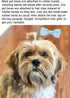 Cute Puppy Supplies Dog Accessories - Hair Bows and Grooming Products for Large and Medium Dogs, 8ct Small Dog Bows
