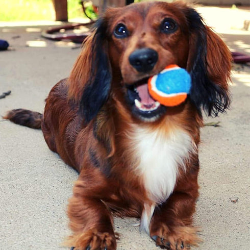 Midlee Mini Tennis Ball for Dogs - Pack of 12 (1.5", Orange/Blue)