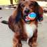 Midlee Mini Tennis Ball for Dogs - Pack of 12 (1.5", Orange/Blue)