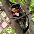 3PC Set Sugar Glider Harness Leash for Small Animal Soft Leather Training Ourdoor Walking Vest for Squirrel Hamster Rat
