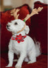 Lionheart Glory Christmas Plaid Dog Collar, Adjustable Soft Comfortable Flower Collar for Small Dogs, Pet Gift Fall