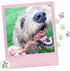 Nature Gnaws - Beef Jerky Springs for Dogs - Premium Natural Beef Gullet Sticks
