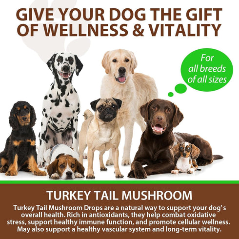 QwsYaay Immune, 60ml Turkey Tail Mushroom for Dogs, Mushroom Blend, Turmeric & Probiotic for Digestive & Joint Support