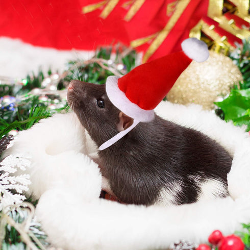 2 Pieces Guinea Christmas Hat - Adjustable Elastic Band Santa Claus Cap for Small Animal Christmas Party Decor