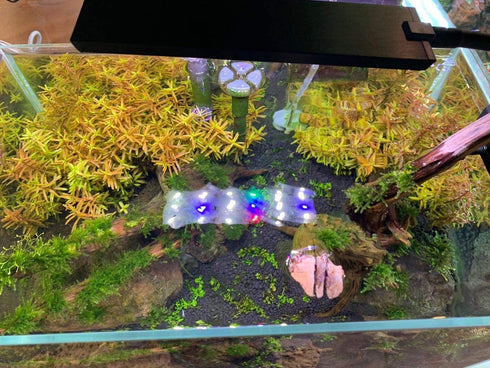 LED Aquarium Light Clip On Fish Tank Lighting small mini Fish Tank aquarium light White Blue green and red led by Aquarium Choice