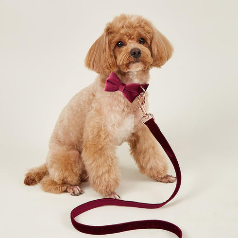 Bowtie Dog Collar, Soft Velvet Adjustable Collar with Detachable Bow Tie for Small Medium Large Dogs and Cat (Mint