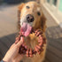 Nylabone Textured Ring Power Chew Toy for Large Dogs, X-Large - 50+ lbs, Durable Chew Bones, Flavor Medley