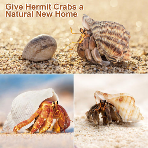 11PCS Hermit Crab Shells, Natural Sea Conch Size 1.5"-3.5" for Small to Medium Crabs