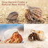 11PCS Hermit Crab Shells, Natural Sea Conch Size 1.5"-3.5" for Small to Medium Crabs