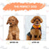 Paws n' Cradle Hammock Dog Grooming Harness for Dogs & Cats - Complete Kit with Adjustable Leg Fittings, Comb, Nail
