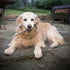 100% -12 Inch(4 Count) 7 oz Natural Bully Sticks & Beef Sticks for Dogs Grass-Fed Beef, Long-Lasting & Odor-Free Dog