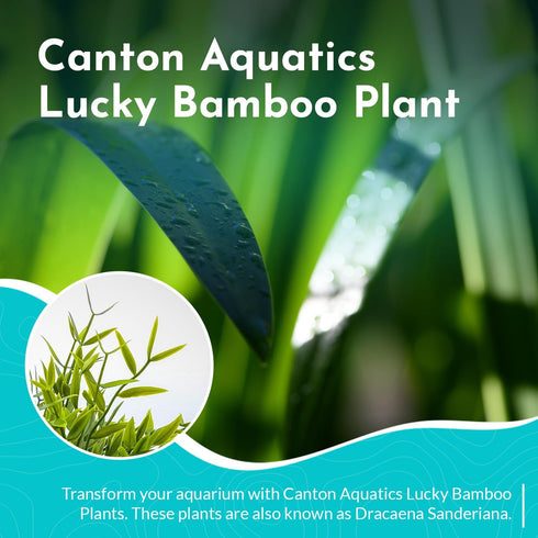 2 Pack Counter Lucky Bamboo Curly Dracaena Sanderiana - Indoor Plants for Peace and Harmony - Peace Lily Plant Indoor