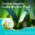 2 Pack Counter Lucky Bamboo Curly Dracaena Sanderiana - Indoor Plants for Peace and Harmony - Peace Lily Plant Indoor
