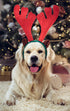 BWOGUE Dog Christmas Elk Reindeer Antlers Headbands Set, Pet Christmas Costume Accessories for Medium Large Dogs