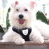 Hypeety Pet Dog Vest Harnesses, Adjustable Mesh Harness for Travel, Chest Strap Vest, Reflective (M, Black)