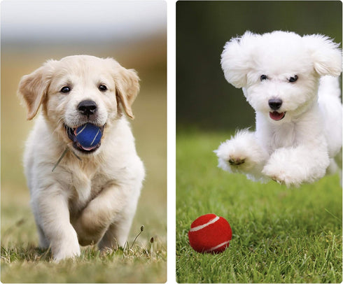 1.5" Small Tennis Balls for Dogs, Cat Toy, Pack of 12 Mini Tennis Balls in 3 Colors for Small Dogs