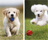 1.5" Small Tennis Balls for Dogs, Cat Toy, Pack of 12 Mini Tennis Balls in 3 Colors for Small Dogs