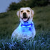 LaRoo Light Up Dog Collar with Nylon Stickers, Universal Glowing Accessories for Leash Harness, Silicone Waterproof LED