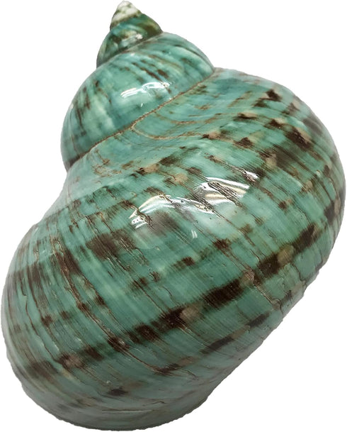 GENERIC 1PC Natural Fluorescent Conch Hermit Crab Shells (3.5Inch ~4inch) Can be Used