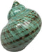 GENERIC 1PC Natural Fluorescent Conch Hermit Crab Shells (3.5Inch ~4inch) Can be Used