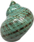 GENERIC 1PC Natural Fluorescent Conch Hermit Crab Shells (3.5Inch ~4inch) Can be Used
