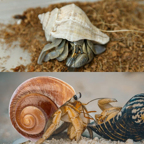 6PCS Large Natural Hermit Crab Shells, Size 3" - 3.5" for Supplies and Beach Decoration