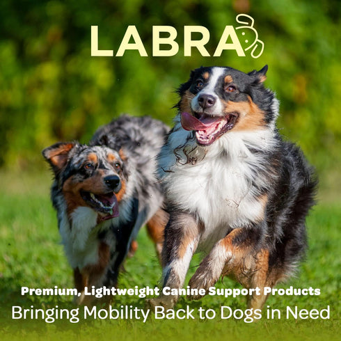 Labra Dog Front Leg Compression Wrap for Hygromas, Lick Granulomas, Pressure Sores, Large/Extra Large