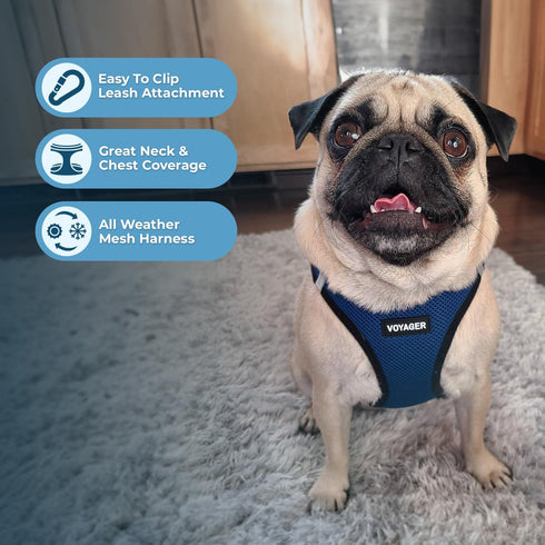 Voyager Step-In Air Dog Harness - No Pull, Reflective, for Small and Medium Dogs, Blue/Black Trim