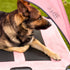 Midlee Pink Dog Cot Bed with Canopy, Large - 30" x 36"