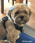 Cute Puppy Supplies Dog Accessories for Large Dogs, 8ct 3 Inch Small Dog Hair Bows for Grooming