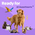 Sunny & Honey Pet Stain & Odor Miracle - Enzyme Cleaner for Dog Urine, Cat Pee, Stain Eliminator