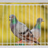 1Pc Pigeon Door, Iron Birdcage T-House Door, Bird Entrance Door for Pet Bird Supplies, 30x26cm