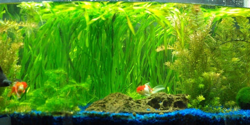 AquaLeaf Aquatics 15-20 inches Jungle Vallisneria Rooted Plants Tall - Easy Background Aquarium Plants