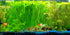 AquaLeaf Aquatics 15-20 inches Jungle Vallisneria Rooted Plants Tall - Easy Background Aquarium Plants