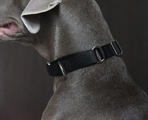 Martingale Dog Collar, Heavy Duty Nylon Dog Collar, Black, Medium