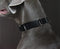 Martingale Dog Collar, Heavy Duty Nylon Dog Collar, Black, Medium