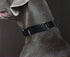 Martingale Dog Collar, Heavy Duty Nylon Dog Collar, Black, Medium