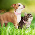 2 Pieces PU Leather Dog Collar Pink Rhinestone Flower Pattern Studded Adjustable Bling Puppy Collar (XS: 8.2-10.6 Inch)