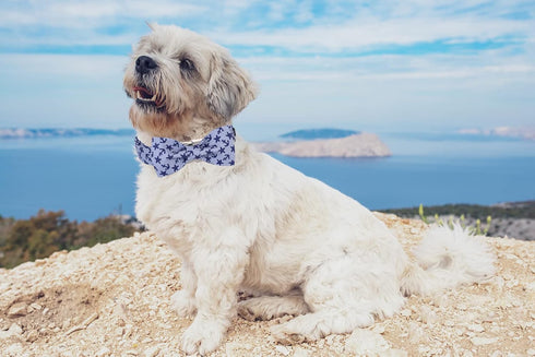 Lionet Paws Dog Collar with Bowtie, Adjustable Comfortable Summer Collar for Small to Large Dogs