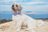 Lionet Paws Dog Collar with Bowtie, Adjustable Comfortable Summer Collar for Small to Large Dogs