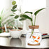 POPETPOP Round Small Fish Bowl, 5.11 x 5.50 Inch Glass Betta Fish Tank with Wood Stopper