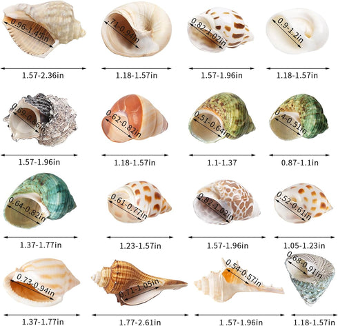 16PCS Medium Small Hermit Crab Shells, Sea Conch Size 1.1" - 2.4" for Natural Hermit Crab Supplies