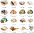 16PCS Medium Small Hermit Crab Shells, Sea Conch Size 1.1" - 2.4" for Natural Hermit Crab Supplies