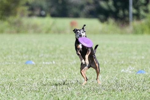 Hyperflite Pup Hyperflex Disc for Dogs Under 16" - 7 Inch / 90 Grams, Ultra Flexible