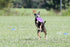 Hyperflite Pup Hyperflex Disc for Dogs Under 16" - 7 Inch / 90 Grams, Ultra Flexible